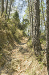 Mediterranean forest. Trail route of - La Bojera -, in the town of Montanejos. Region of Castellon (Valencia - Spain). Mountain tourism. Big trees give shadow to this area. Natural color. Sunny day.