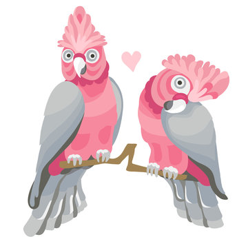 Rose Cocatoo bird (pink parrot) flat vector illustration