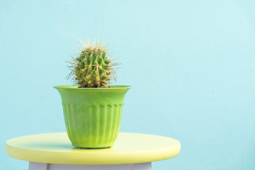 cactus in pot on vintage yellow chair