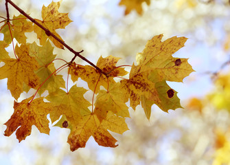 Yellow maple leaves on tree branches in the autumn forest.