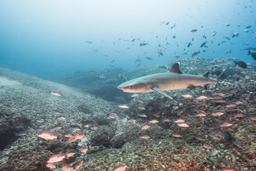 white tip reef shark