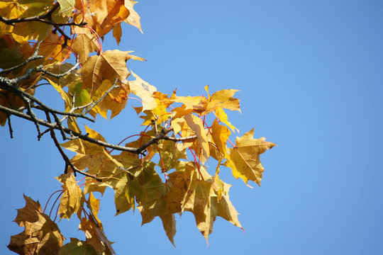 Yellow maple leaves on tree branches in the autumn forest.