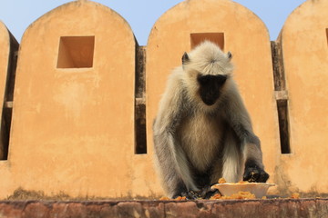 Indian monkey