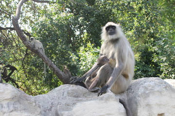 Indian monkey