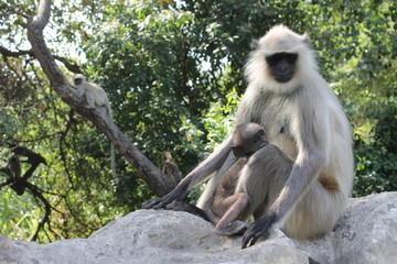 Indian monkey