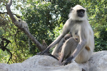 Obraz premium Indian monkey