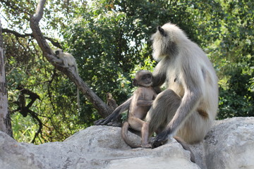 Indian monkey