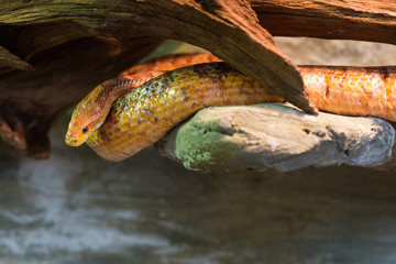 Close up on pantherophis guttatus on the rock