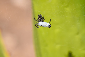 Spider packaging up lunch - Porto Santo, Madeira, Portugal