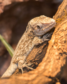 close up om chamaeleolis barbutus on the rock