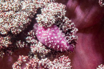 Fototapeta premium pink cowrie macro underwater