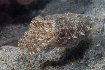 cuttlefish macro