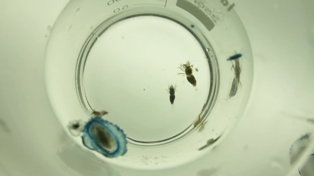 Some crustaceans swimming in flask