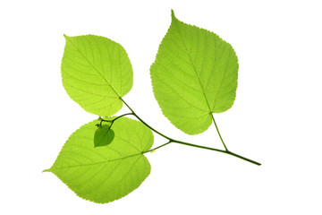 Linde (Tilia), Blatt freigestellt