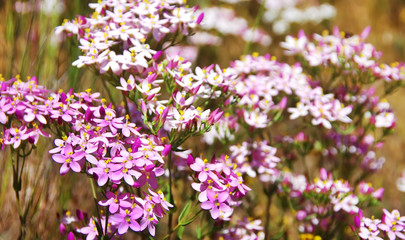 Fototapeta premium wild pink flowers closeup on field