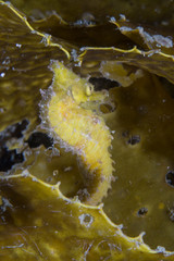 Yellow seahorse