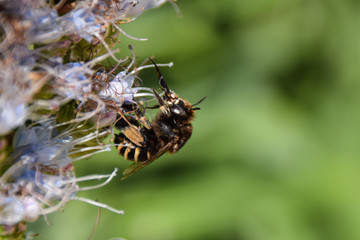 Close up of banded bee collecting nectar pollen from echium flower, Porto Santo, Madeira, Portugal