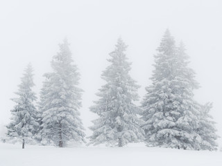 Tannen in Schnee, Eis und Nebel