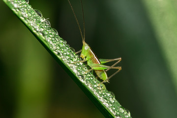 grasshopper
