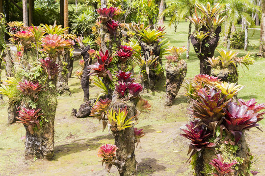 Bromeliaceae poales trachedsionta zingiberidae
