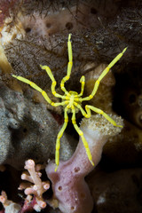 yellow sea spider