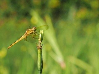 Beautiful nature scene, the dragonfly on green glass with flower garden in background.