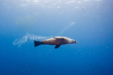 seals underwater off montague island australia