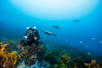 Fototapeta na wymiar rebreather diver with seals in background