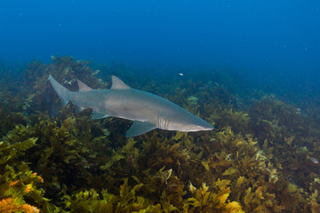 grey nurse shark over kelp