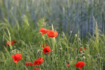 Beautiful wild flowers / Red poppy flowers