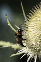 Blüten der wilden Karde mit Hummeln