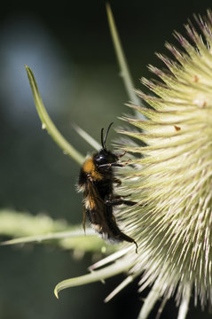 Bl&uuml;ten der wilden Karde mit Hummeln