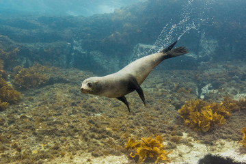 Fototapeta seals underwater off montague island australia obraz