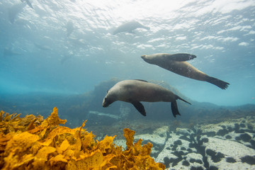 seals underwater off montague island australia