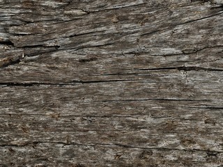 Old wood texture background. Nature wood pattern.