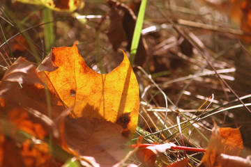 Yellow maple leaves in the autumn forest.