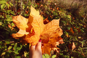 Yellow maple leaves in a hand