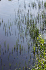 Stems of aquatic plants as vertical green lines