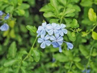 Blue flower with green leaf background, closeup.