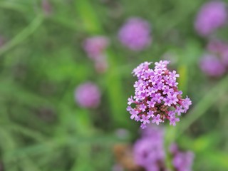Blooming purple flower with green leaf background, closeup.