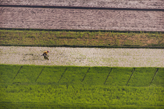 Indonesia Rice field