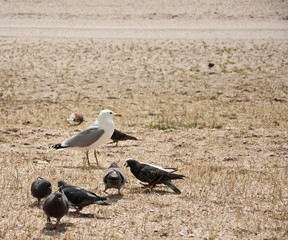 Seagull and dove birds on the beach
