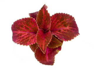 Coleus isolated on white background