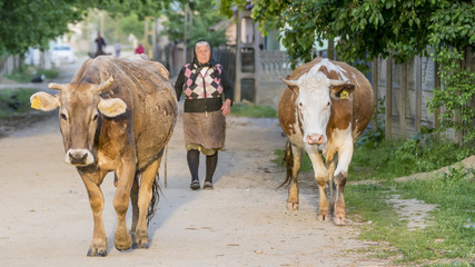 Two large cows walk in the rural village of Toceni, Craiova, Romania, followed by an elderly farmer