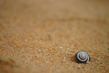 A bold patterned snail shell on sand background