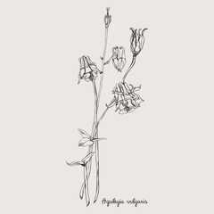 Aquilegia Vulgaris engraved vector flower