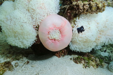 Magnificent sea anemone, Heteractis magnifica, with a fish threespot dascyllus damselfish...