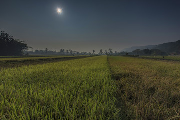 Morning Rice Field