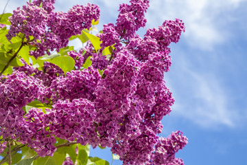 lilac branch Flowers  on blue sky Nature Season Blooming