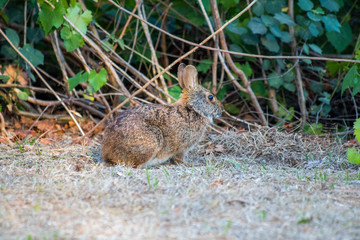 Rabbit